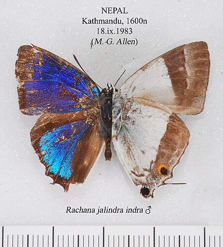 Rachana (bướm)