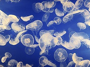 Jellyfish are easy to capture and digest and may be more important as carbon sinks than was previously thought. Jellyfish swarm.jpg