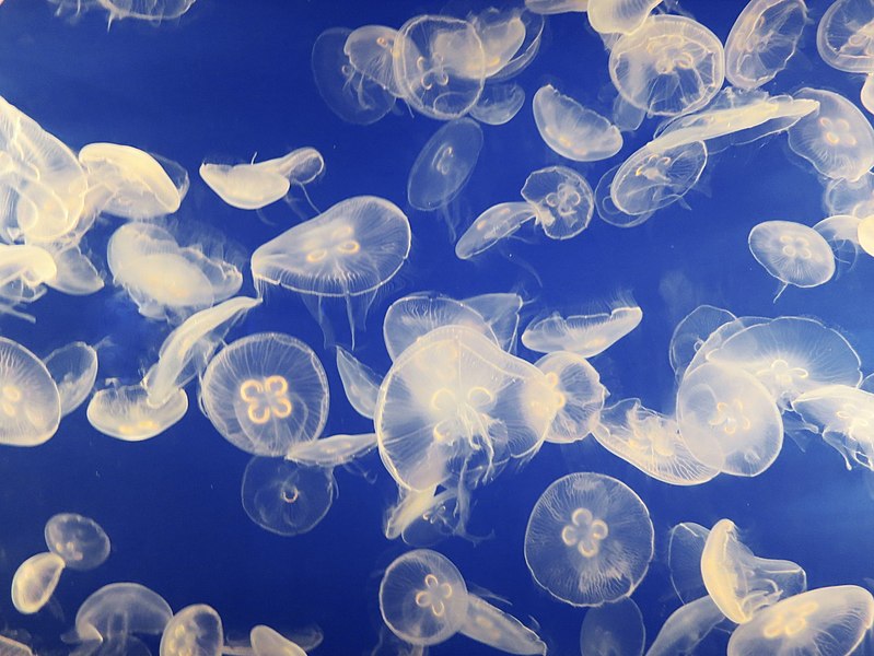 File:Jellyfish swarm.jpg