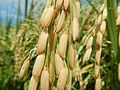 Boabele de orez pe plantă