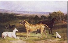 John Paul's 1867 painting showing a typical mid-19th century longer-headed apricot brindle John Paul "Four Dogs".jpg