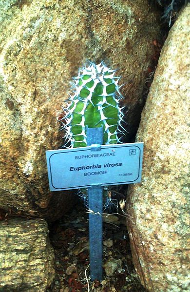 File:Juvenile Euphorbia virosa.jpg