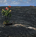 Suelo de lava en Hawái