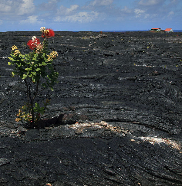 A specimen of the species colonizing thirty-year-old pahoehoe flows from Kīlauea at Kalapana, Hawaii.