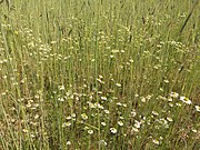 Bloeiende kamillen (Matricaria spec.) in een roggeakker