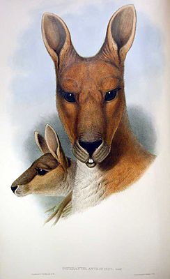 Kangourou antilope.jpg