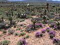 Karoo om våren nær Willowmore