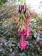 Fuchsia boliviana (auch Fuchsia coccinea, Fuchsia splendens, Fuchsia regia, Fuchsia fulgens u. a.)