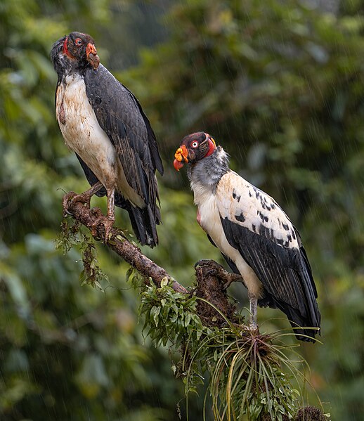 File:King vultures.jpg