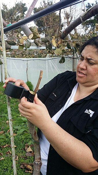 File:Kiwifruit vine grafting 6.jpg