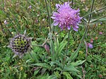 Knautia longifolia IMG 1054.jpg