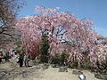 2016年4月20日 (水) 13:56時点における版のサムネイル