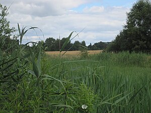 Landskap nära Herrnburg i den norra delen av naturreservatet (2012)