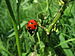 Ladybug aphids.JPG
