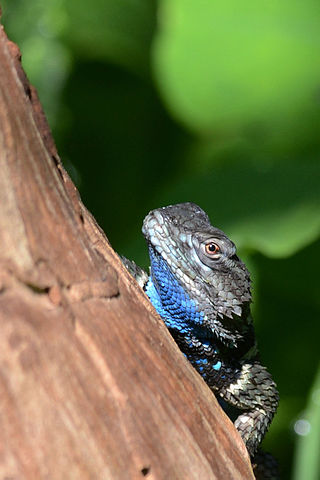 <i>Sceloporus torquatus</i> Species of lizard