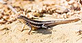 * Nomination San Cristóbal lava lizard (Microlophus bivittatus), Punta Pitt, San Cristobal Island, Galapagos Islands, Ecuador --Poco a poco 13:02, 24 November 2021 (UTC) * Decline  Oppose I think the DoF is too shallow. The result is that the far front leg looks like a stump. -- Ikan Kekek 19:12, 24 November 2021 (UTC)