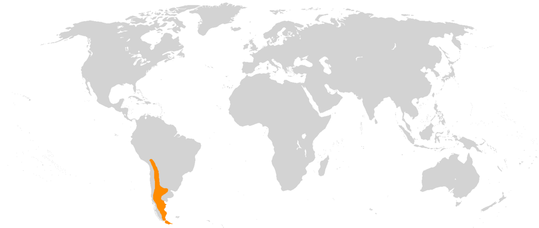 File:Lama guanicoe range.png