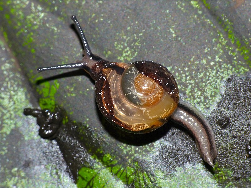 File:Land Snail (Id ?) with shell partly covered by mantle (like in cowries …) (15398849760).jpg