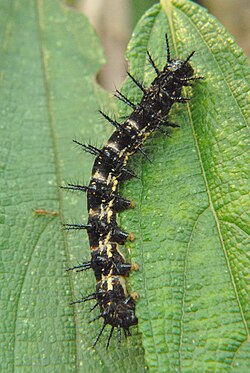 This image was taken in the project Wiki Loves Butterfly.The larva of Yellow Coster Acraea issoria found in Jayantyi, Buxa Tiger Reserve,West Bengal, India.