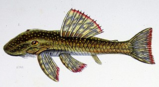 <i>Lasiancistrus</i> Genus of fishes