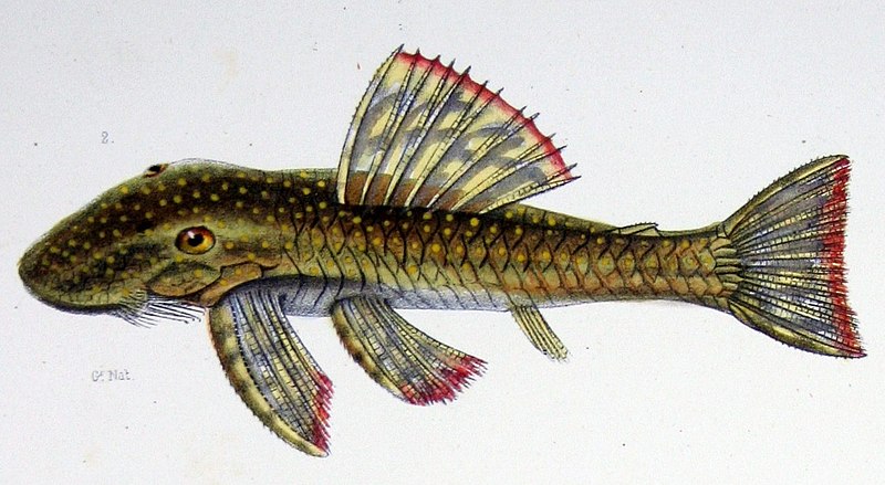 File:Lasiancistrus schomburgkii.jpg