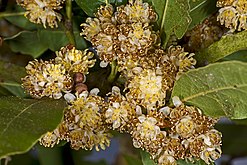 Laurus nobilis (Laurales, Lauraceae)