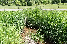 Laytonsville Golf Course 2nd culvert