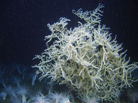 White black coral Leiopathes glaberrima with white sea anemones below, both azooxanthellate, deep water species