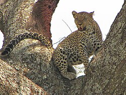 Leopard, Serengeti.jpg