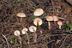 Lepiota castaneidisca AlanRockefeller.JPG