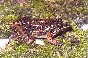 Leptodactylus furnarius.jpg resminin açıklaması.