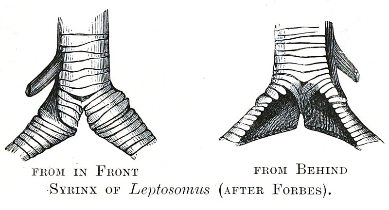 File:Leptosomus syrinx.jpg