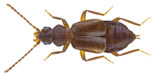 Lesteva pubescens Mannerheim, 1830 (28894726021) .png