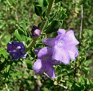 Leucophyllum laevigatum