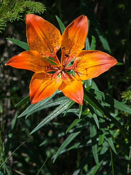 Lilium bulbiferum