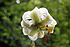گل سوسن چلچراغ بومی دهکده توریستی داماش از ییلاق های بخش عمارلو استان گیلان است