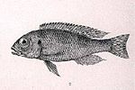 Miniatura per Limnochromis auritus