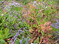 Limonium redivivum var. redivivum