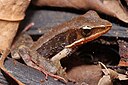 Lithobates warszewitschii