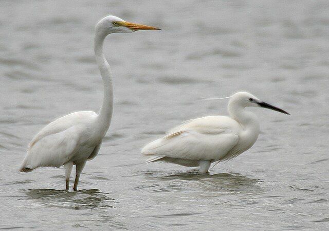 The great egret (Ardea alba, left) resembles the other Ardea in habitus, and the little egret (Egretta garzetta, right) only in color.