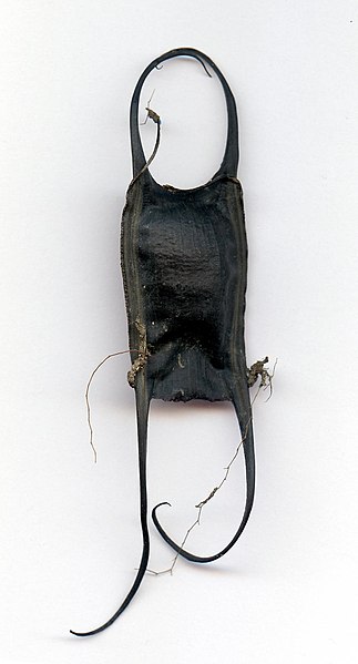 File:Little Skate eggcase 2010.jpg