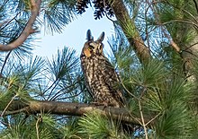 Most owls, like this long-eared owl (Asio otus) in Central Park, are considered sensitive species. Broadcasting their location is controversial in the birding community. Long-eared owl in Central Park (50208).jpg