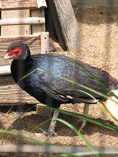 Crestless fireback Species of bird