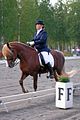 At a Finnhorse dressage championship