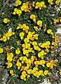 * Nomination Alpine bird's-foot trefoil (Lotus alpinus) --Robert Flogaus-Faust 17:08, 29 October 2023 (UTC) * Promotion  Support Good quality. --Jakubhal 17:09, 29 October 2023 (UTC)