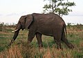 Afrikanischer Elefant (Loxodonta africana)