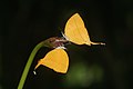 Farfalle Loxura atymnus e formiche pazze gialle (Anoplolepis gracilipes) che consumano il nettare secreto dai nettari extraflorali di una gemma di Spathoglottis plicata