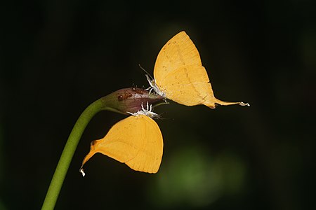 Loxura atymnus (Yamfly)