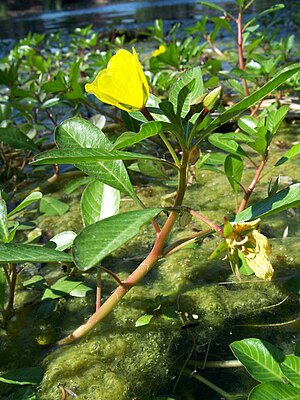 Ludwigia peploides peploides-5.jpg