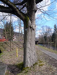 Luitpoldeiche in Römershag, 1.jpg